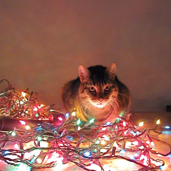 Xmas Cat Lights. Art Photograph Metallic Print includes Clear Frame