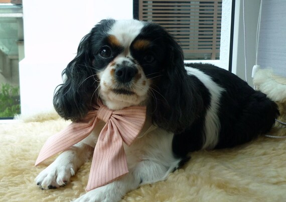 Peachy Pink Stripe Ribbon Bow Tie White Shirt Collar Set for Dogs or Cats - Custom Order