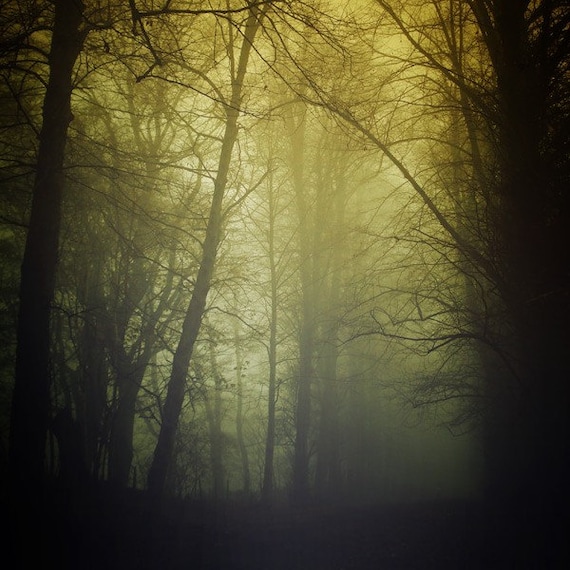 Beauty Hides in Darkness - 4x4 photo featuring green and yellow mist in a dark gothic forest
