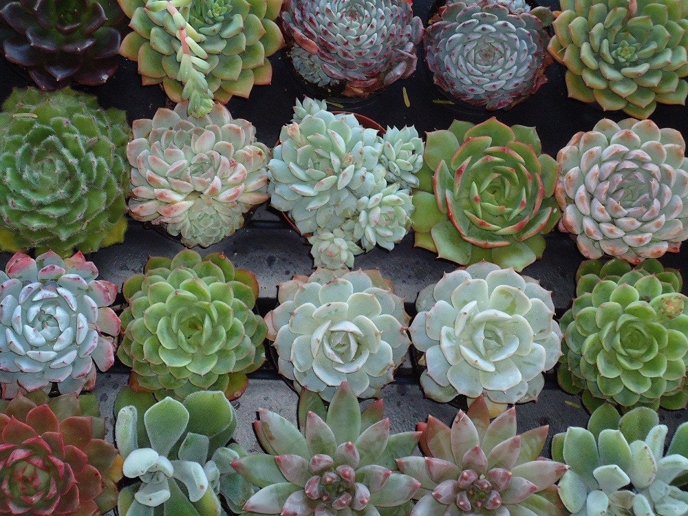6 LARGE Echeveria Colorful Succulents, Great For Terrariums, Party Gifts