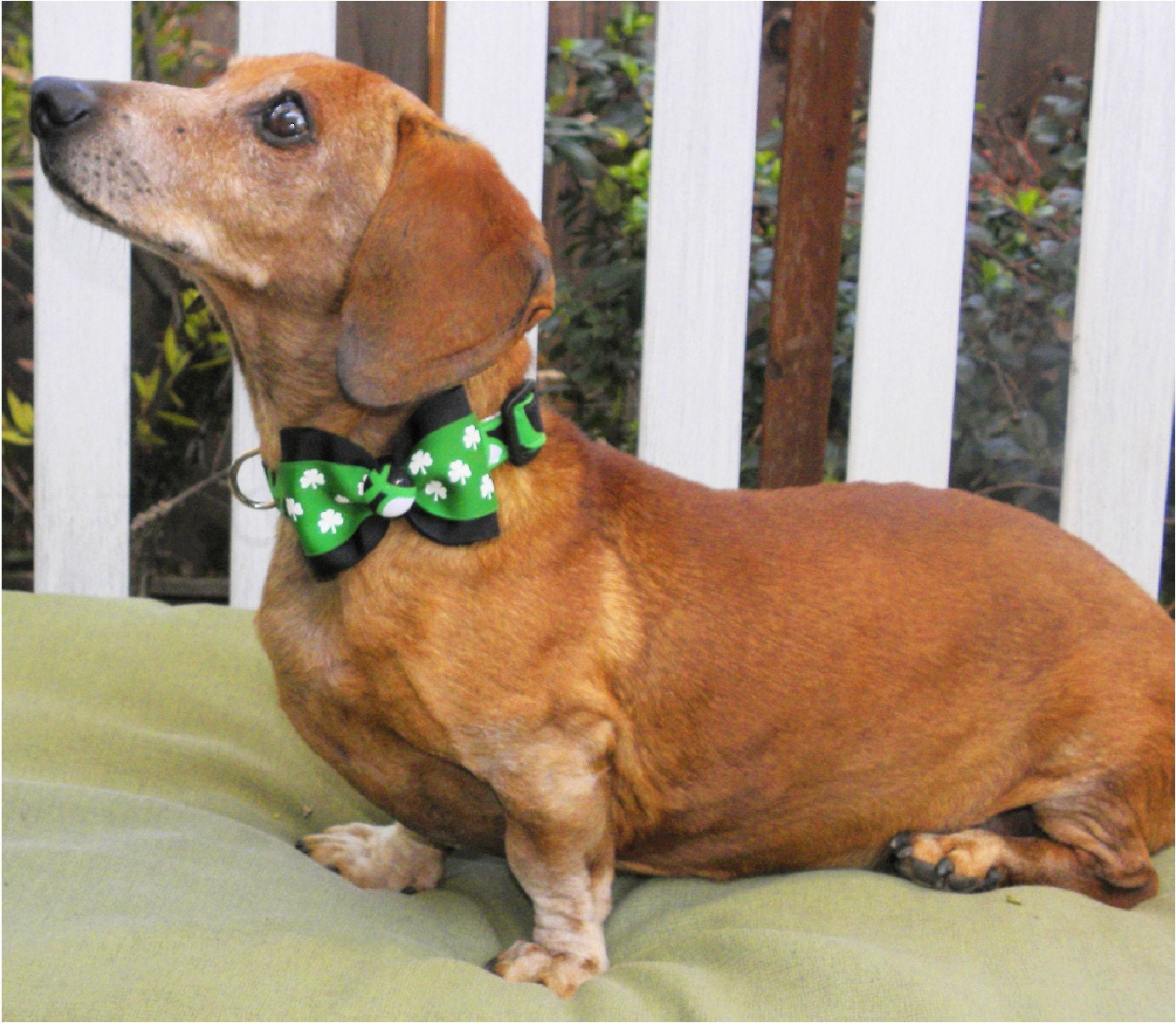 Oh Danny Boy St. Patrick's Day Dog Collar with Bow Tie, Size XSmall