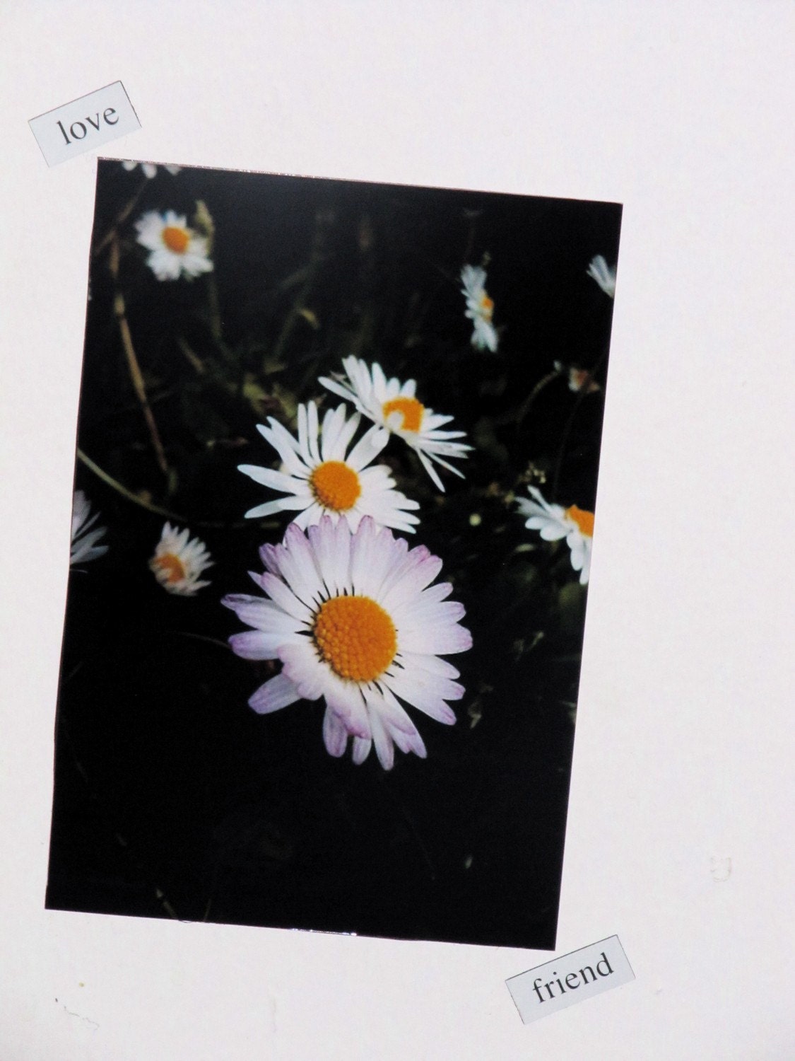 4x6 Magnet of "And the Living Is Easy," Original Photograph of Flowers in London