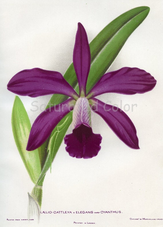 SALE - 1901 Stunning Exotic Orchid Botanical Chromolithograph Print
