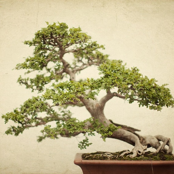 Disaster Relief Japan - Your moment of zen - A serene fine art bonsai photograph