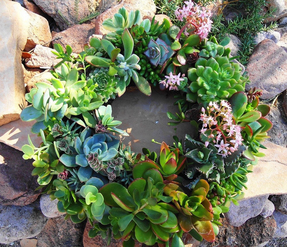Order Now for March Delivery The Original Succulent Designs Living Succulent Wreath MEDIUM 12 inch