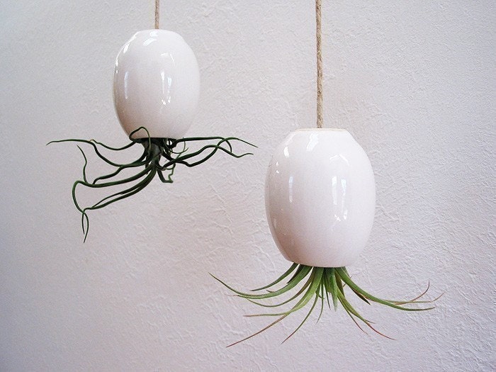 Hanging AirPlant Pod (tm) - Gorgeous Glossy White