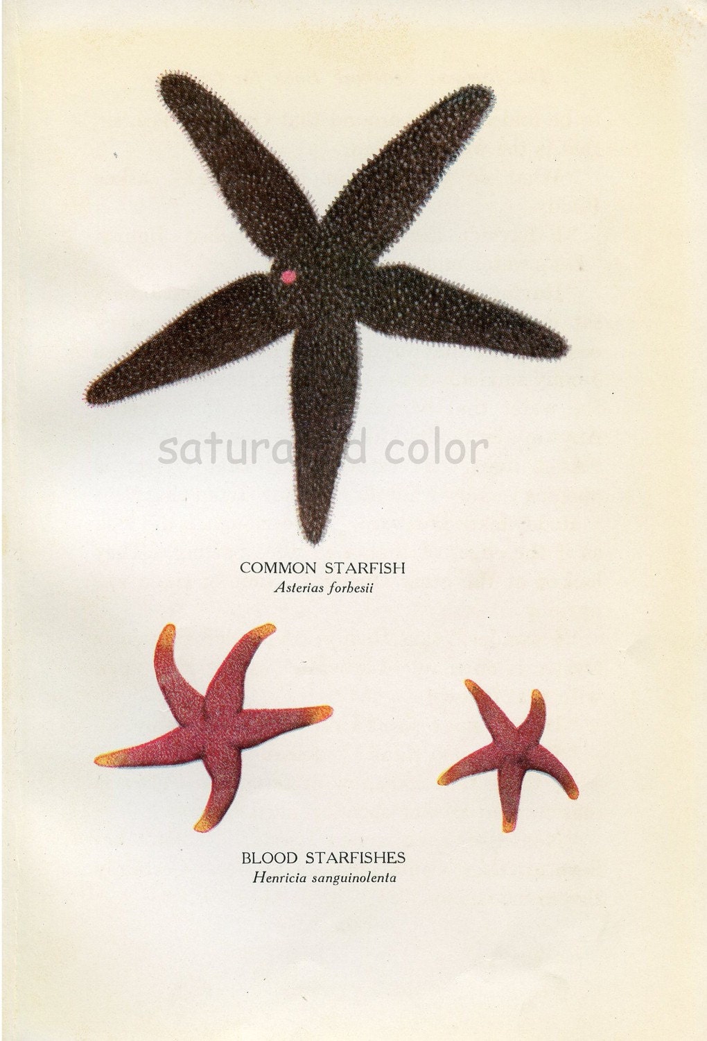 1929 Sea Life Vintage Bookplate - "Common Starfish" and "Blood Starfishes" to frame or for altered art