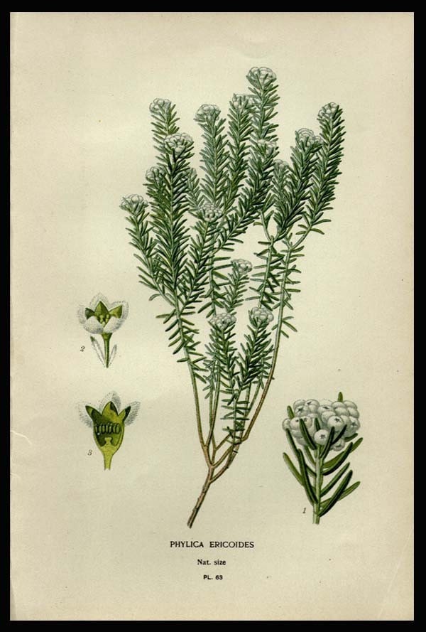 1896 Genuine Original Antique Botanical Print  Phylica