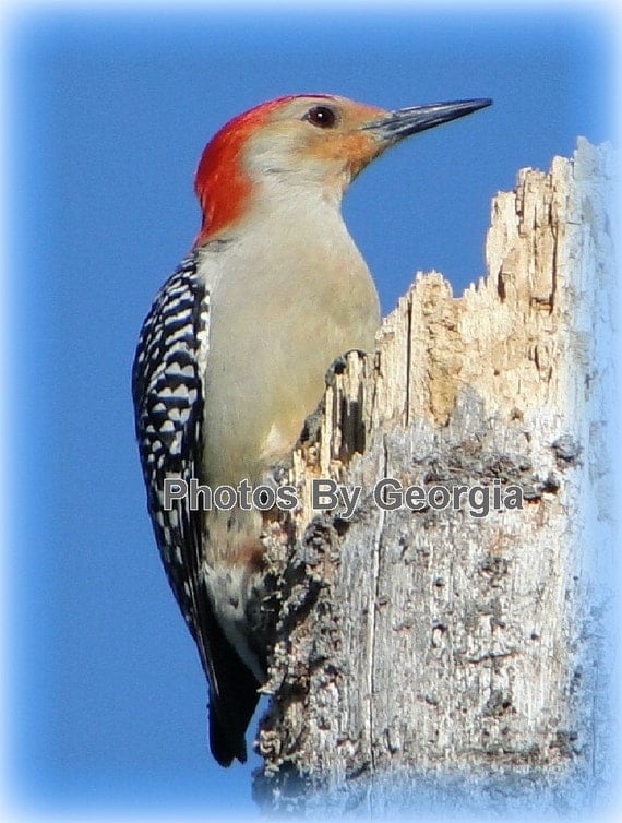 Red Bellied Woodpecker - 11x14 Print