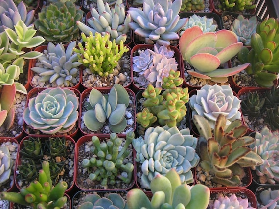 Succulents Galore, An  Assortment Of 25 Colorful QUALITY Succulents, Great For Wedding Favors, Centerpiece, Bouquets And Boutonnieres