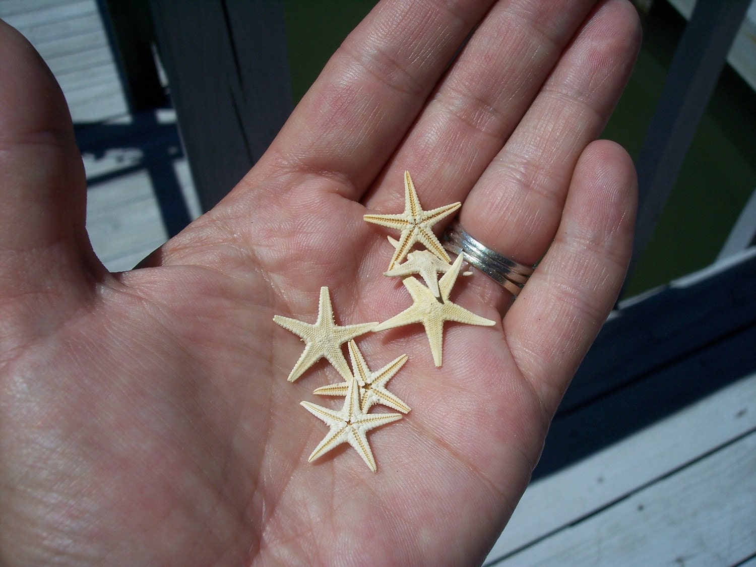 Teeny Tiny Natural Starfish for Lockets, Display, Arts and Crafts