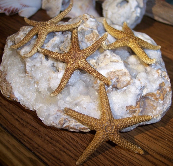 Small Natural Tan Starfish Sea Stars for Jewelry, Display, Arts and Crafts
