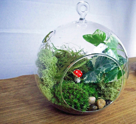 Handblown Glass Orb Moss Terrarium Kit
