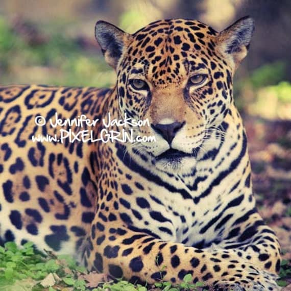 jaguar animal wallpaper. Photo Print jaguar animal