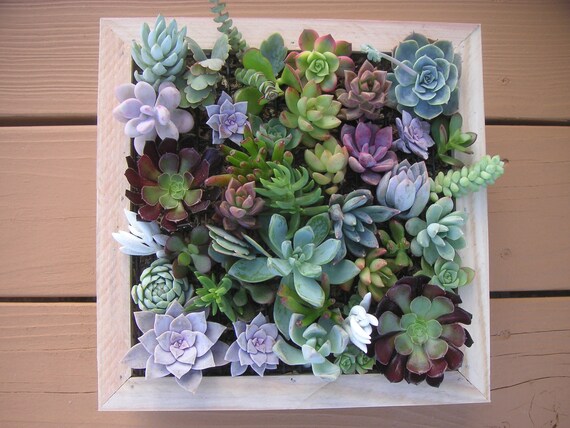 Complete Succulent Wall Art Kit, Comes With 25 Cuttings, Moss And Soil