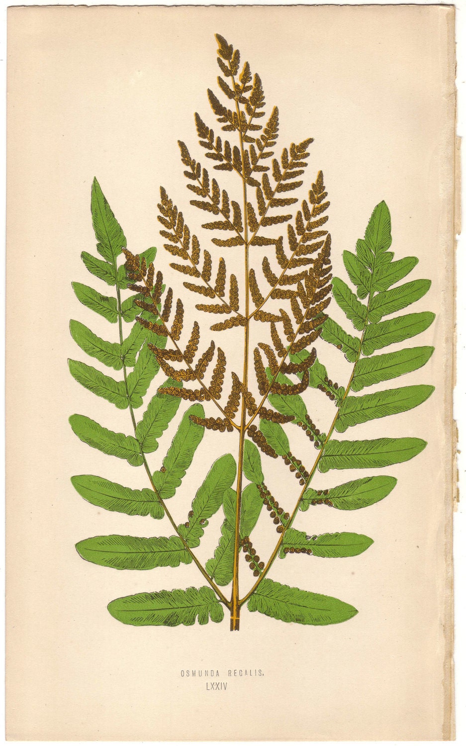 1872 Античная FERN Иллюстрация