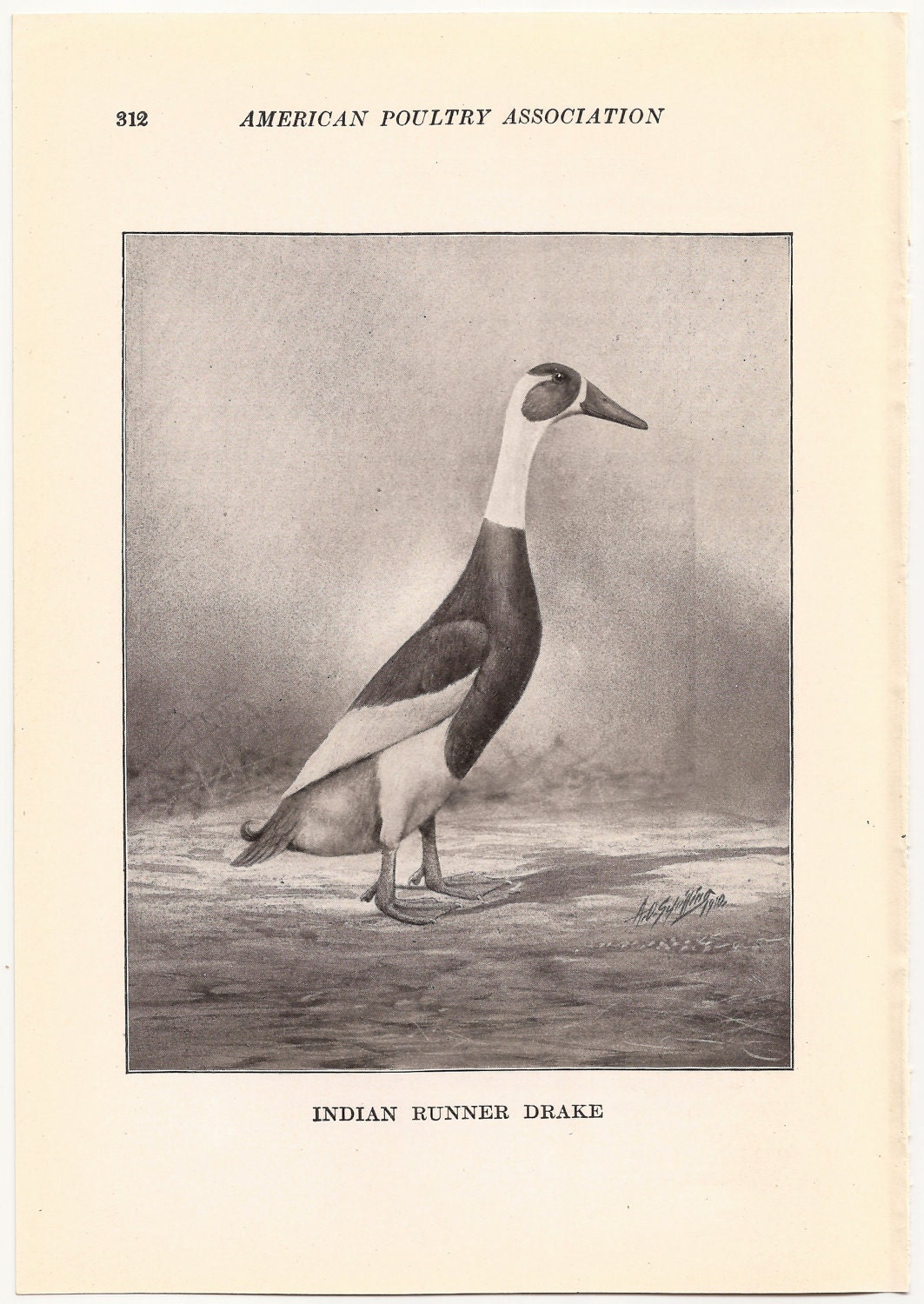 Урожай 1910 Бегущий индеец птицы Иллюстрации - Комплект из 2