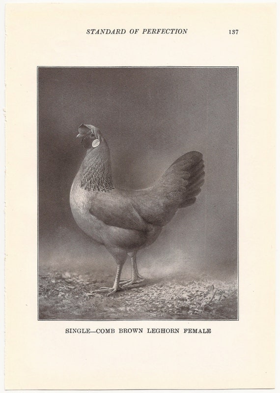 1910 Vintage Single-гребенная BROWN LEGHORN птицы Иллюстрации - Комплект из 2