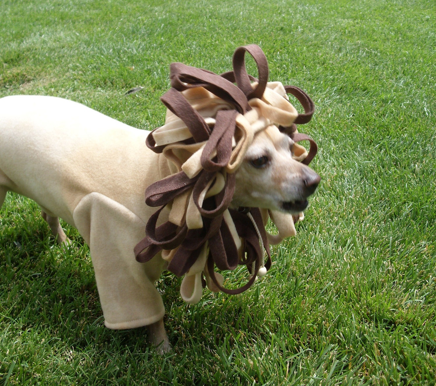 Little Lion Man Dog Costume