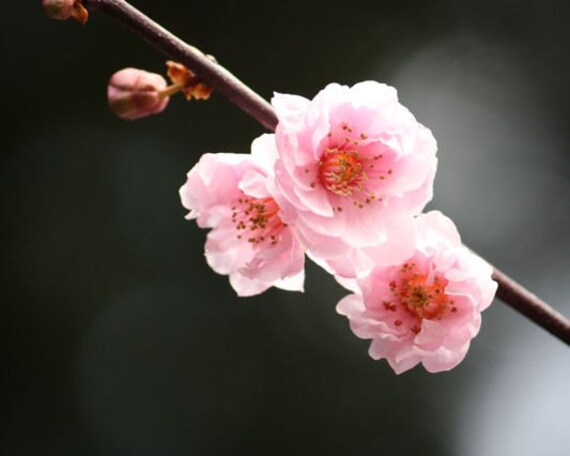 Trio - 8x10 Fine Art Nature Photograph - Three Pink Cherry Blossoms