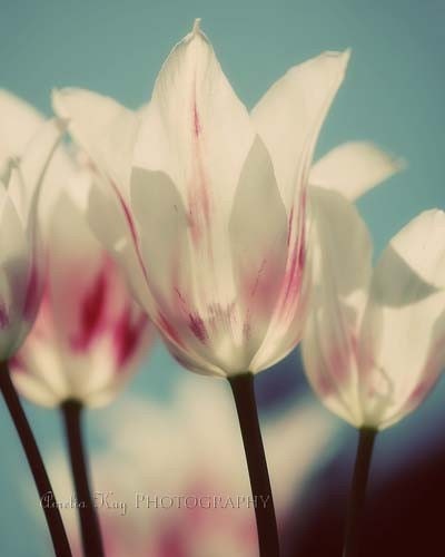 Photograph - Tulips In A Row - Fine Art Floral Print (4x6) - Romantic Spring Botanical photograph - dreamt elitett