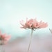 Soft Turquoise, Pastel Pink   Dreaming Of Wonderful Things 8x10 Fine Art Nature Photo OVERSTOCK SALE