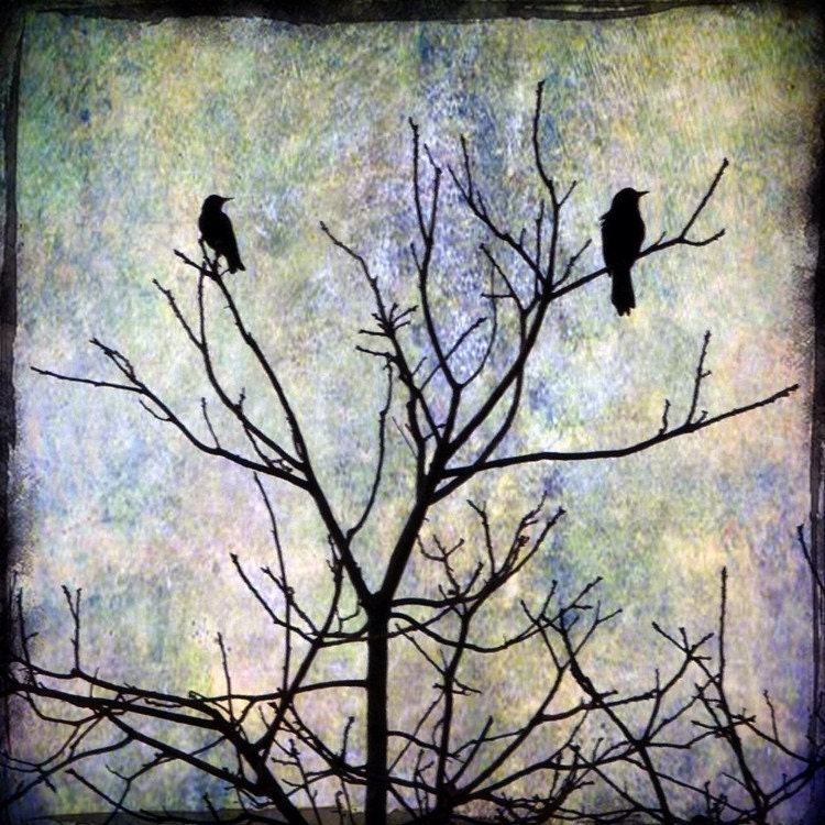 photo of two blackbirds silhouettes