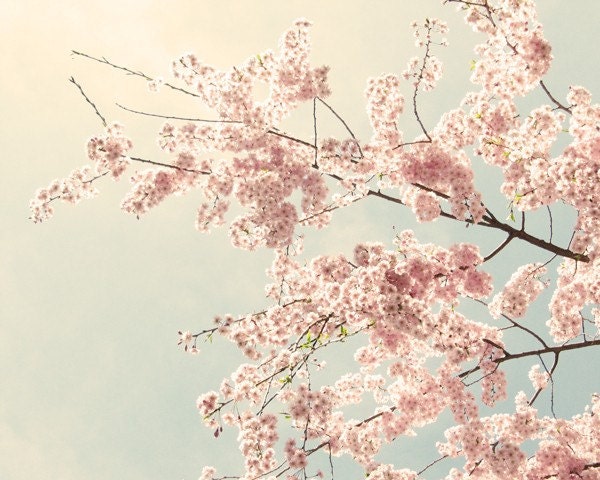 The Softest Sky - 8x10 Pink Cherry Blossoms Photo Print
