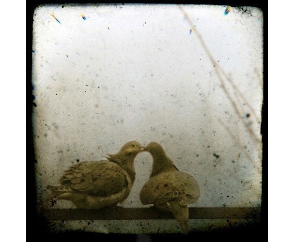 images of love birds kissing. Promises (two love birds