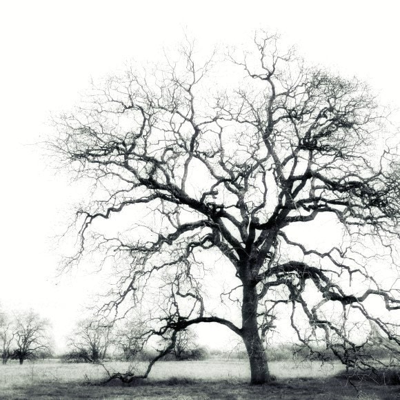 tree silhouette art. Oak Tree Silhouette - Black