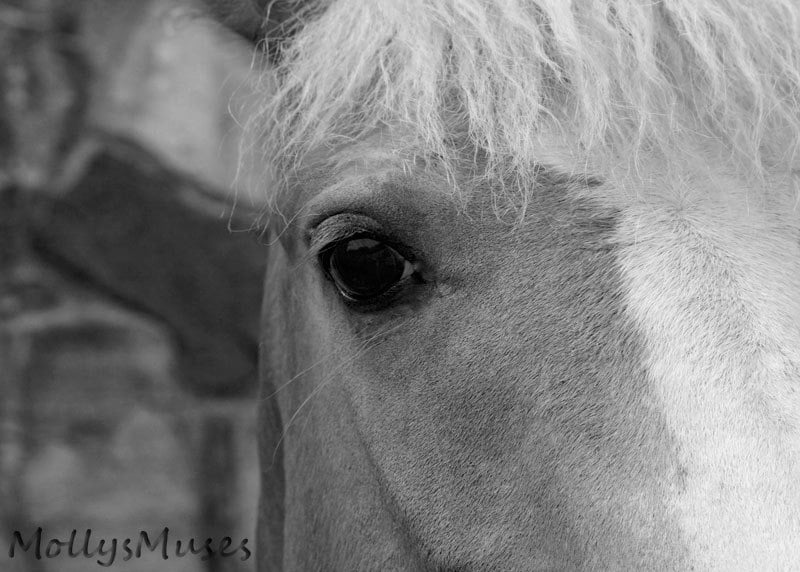 Horse Portrait Black and White