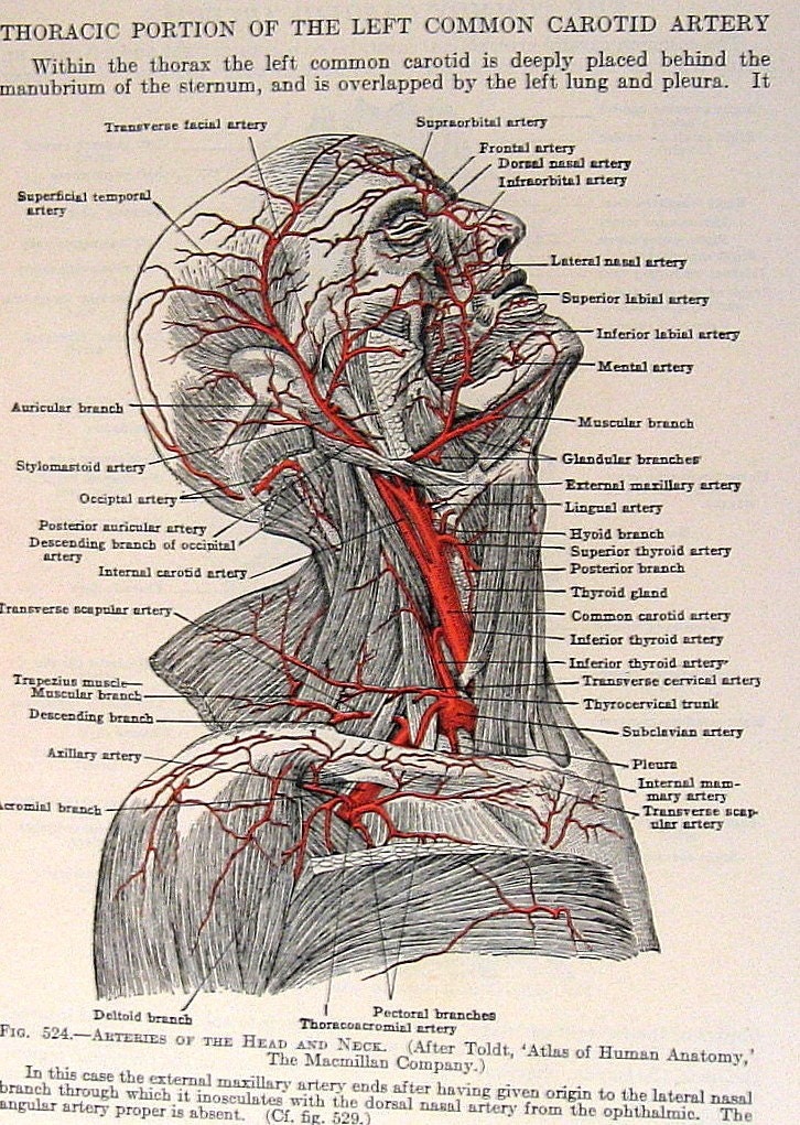 arteries in neck and head. Arteries Head Neck 2 Sided