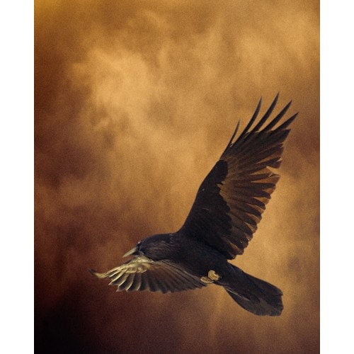 Raven in flight on golden background.