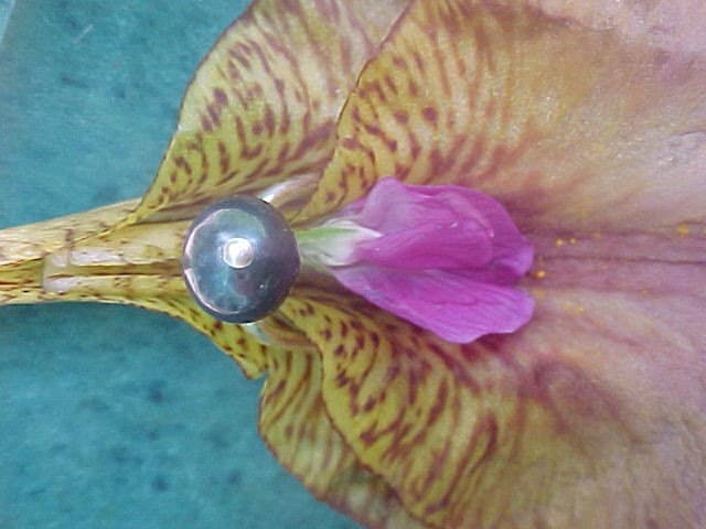 Blue pearl Lotus Clip - pierce free clitoral hood jewelry