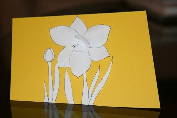 daffodil. drawing. flower