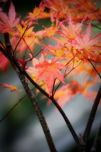 Japanese Maple Photograph - orange yellow autumn fall leaves 8x12