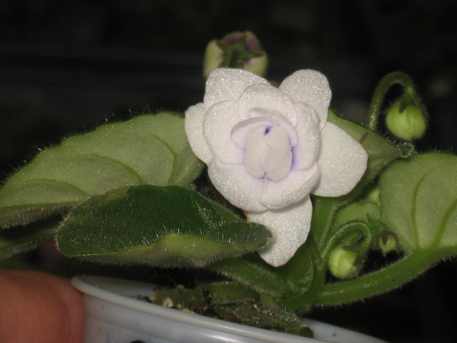 African Violet, live plant, OPTIMARA LITTLE DIAMOND, now shipping violets to California