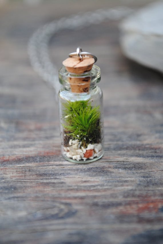 The Tiny Terrarium Necklace with live kentucky moss