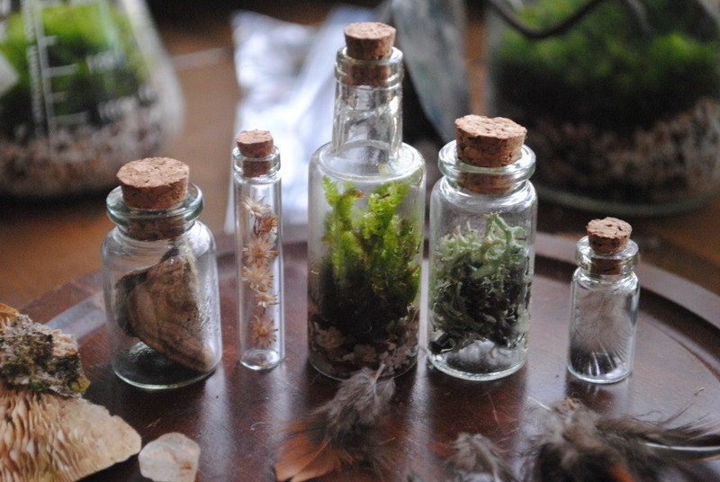 Forest Specimen Set Bottle Shelf Item with Terrarium