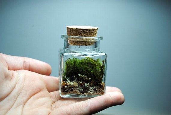 The sweetest little terrarium you will ever see with live kentucky moss desk object