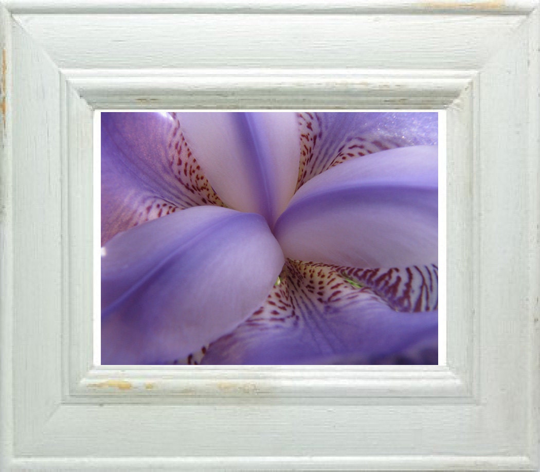 Wild lilac iris - Fine Art Nature Flower Photography - wall art - limited edition 1/20