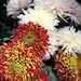 Italian Chrysanthemums, Autumn Italian Flower Market, Lake Cumo. Italy, Luscious Rich Pom Pom Mums in Brilliant Autumn Hues