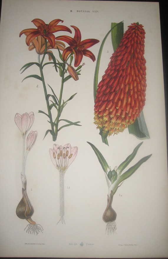 Vintage Austrian Botanical Prints