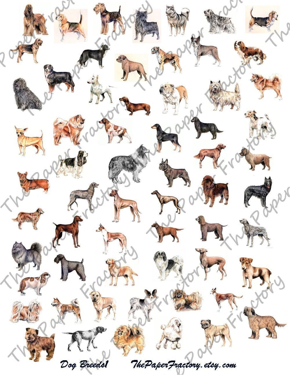 Dog Breeds 1 Digital Collage Sheet A BIG Bunch by ThePaperFractory